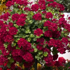 Ivy Leaf Geranium 'Moonflair Burgundy'   10.5cm