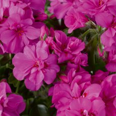 Ivy Leaf Geranium 'Sunflair Amethyst'   10.5cm