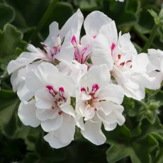 Ivy Leaf Geranium 'Sunflair Eva White'   10.5cm