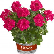 Ivy Leaf Geranium 'Sunflair Josina Hot Pink'   10.5cm
