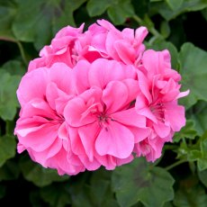 Ivy Leaf Geranium 'Sunflair Linda Pink'   10.5cm