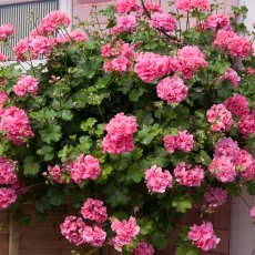 Ivy Leaf Geranium 'Sunflair Linda Pink'   10.5cm