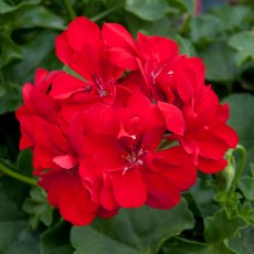 Ivy Leaf Geranium 'Sunflair Paula Red'   10.5cm