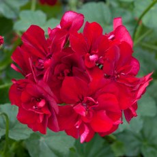 Ivy Leaf Geranium 'Sunflair Ruben Dark Red'   10.5cm