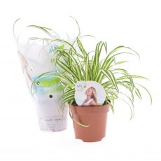 Chlorophytum com Atlantic 'Air So Pure'   12 cm Chlorophytum com Atlantic 'Air So Pure'   12 cm