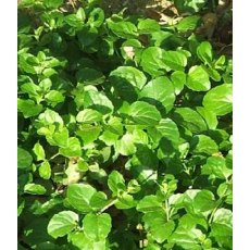 HERB Mint - Indian 8.5cm/9cm HERB Mint - Indian 8.5cm/9cm