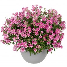 Antirrhiunum 'Antirinca Rose'   9cm/10cm