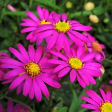 Brachyscome 'Magenta Delight'   9cm/10cm