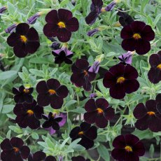 Calibrachoa 'Can-Can Black Cherry' 9cm/10cm Calibrachoa 'Can-Can Black Cherry' 9cm/10cm