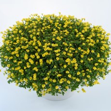 Bacopa Mecardonia 'Garden Freckles'   9cm/10cm