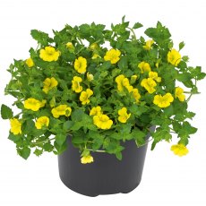 Bacopa Mecardonia 'Garden Freckles'   9cm/10cm