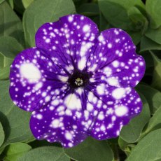 Petunia 'Night Sky'   9cm/10cm