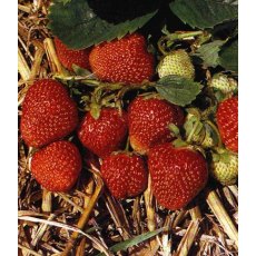 Strawberry 'Honeoye' 8.5cm/9cm Strawberry 'Honeoye' 8.5cm/9cm