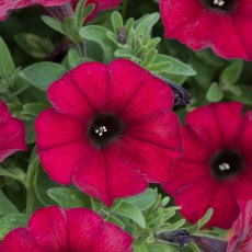 Petchoa Beautical 'Bordeaux'   9cm/10cm