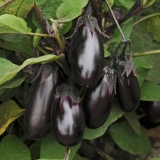 Aubergine Patio Baby 8.5cm/9cm Aubergine Patio Baby 8.5cm/9cm