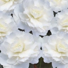 Begonia Mocca 'White'   10cm/11cm