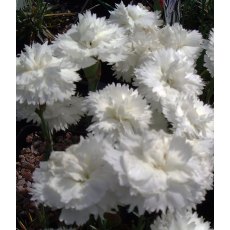ALPINE Dianthus 'Arctic Star' 9cm ALPINE Dianthus 'Arctic Star' 9cm