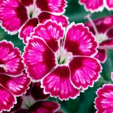 ALPINE Dianthus 'Flutterburst' 9cm ALPINE Dianthus 'Flutterburst' 9cm
