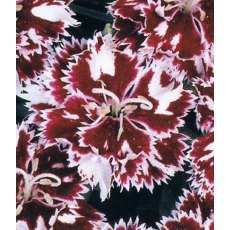 ALPINE Dianthus 'Mendlesham Minx' 9cm ALPINE Dianthus 'Mendlesham Minx' 9cm