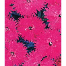 ALPINE Dianthus 'Neon Star' 9cm ALPINE Dianthus 'Neon Star' 9cm