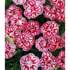 ALPINE Dianthus 'Starburst' 9cm ALPINE Dianthus 'Starburst' 9cm