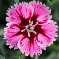 ALPINE Dianthus 'Supernova' 9cm ALPINE Dianthus 'Supernova' 9cm