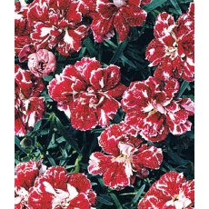 ALPINE Dianthus 'Whatfield Gem' 9cm ALPINE Dianthus 'Whatfield Gem' 9cm