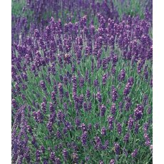 HERB Lavender - 'Hidcote' 8.5/9cm HERB Lavender - 'Hidcote' 8.5/9cm