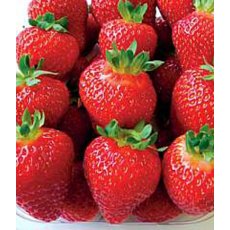 Strawberry 'Albion' 8.5cm/9cm Strawberry 'Albion' 8.5cm/9cm