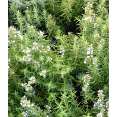 HERB Savory - Winter   9cm