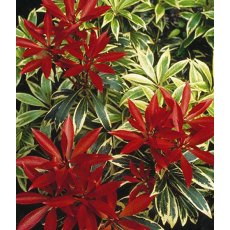 Pieris 'Flaming Silver'   3L Pieris 'Flaming Silver'   3L