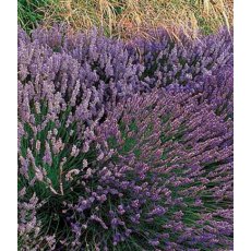 HERB Lavender - 'Grosso'  9cm HERB Lavender - 'Grosso'  9cm