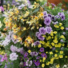 Hanging Basket 'Hit Refresh'   30cm