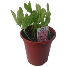 SWEET PEA 'Mrs R Bolton'   8.5/9cm