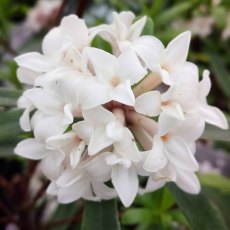 Daphne x transatlantica 'Eternal Fragrance'   2L Daphne x transatlantica 'Eternal Fragrance'   2L