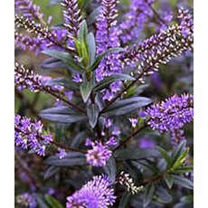 Hebe 'Blue Clouds'   2L Hebe 'Blue Clouds'   2L