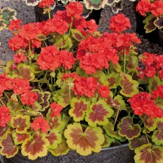 Geranium Zonal 'Occold Shield'   1L