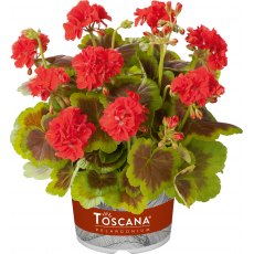 Geranium Zonal 'Occold Shield'   1L