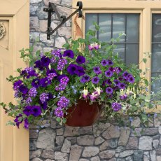Hanging Basket 'Sea Blues' 30cm Hanging Basket 'Sea Blues' 30cm