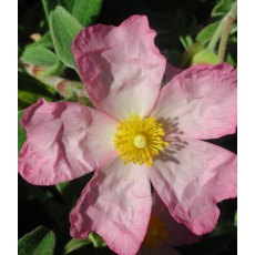 Cistus x argenteus 'Silver Pink'   3L Cistus x argenteus 'Silver Pink'   3L