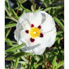 Cistus x purpureus 'Alan Fradd'   3L Cistus x purpureus 'Alan Fradd'   3L