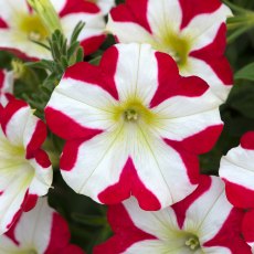 Petunia Amore 'King Of Hearts'   9cm/10cm
