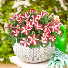 Petunia Amore 'King Of Hearts'   9cm/10cm