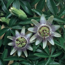 Passiflora caerulea 3L Passiflora caerulea 3L