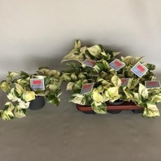 Epipremnum pinn Happy Leaf   12cm Epipremnum pinn Happy Leaf   12cm