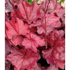 Heuchera 'Fire Chief'   2L