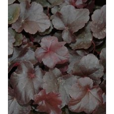 Heuchera 'Obsidian'   2L