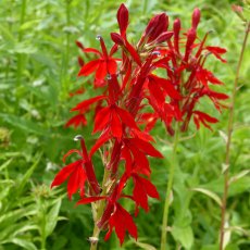 MARGINAL - Lobelia cardinalis 1L MARGINAL - Lobelia cardinalis 1L