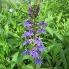 MARGINAL - Lobelia siphilitica 1L MARGINAL - Lobelia siphilitica 1L