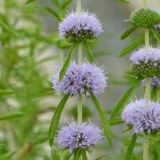 MARGINAL - Mentha cervina 1L MARGINAL - Mentha cervina 1L